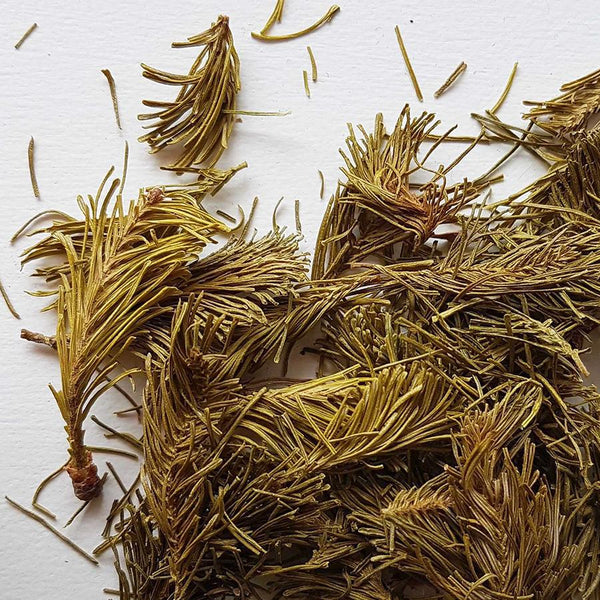 Balsam Fir Buds From Canada