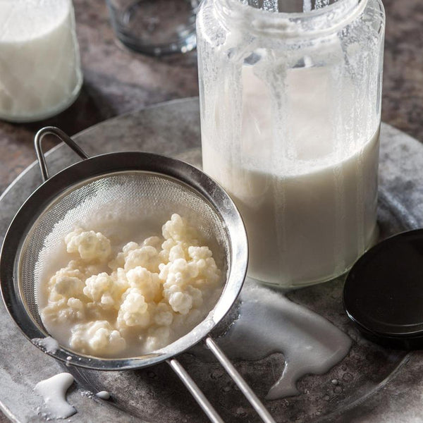 Milk kefir grains inside strainer