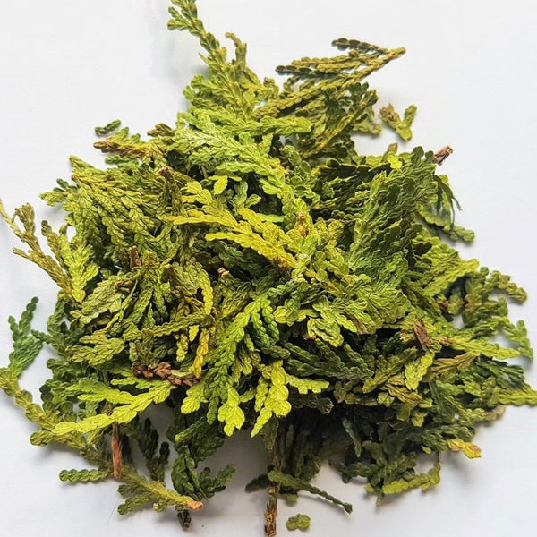 Wild White Cedar