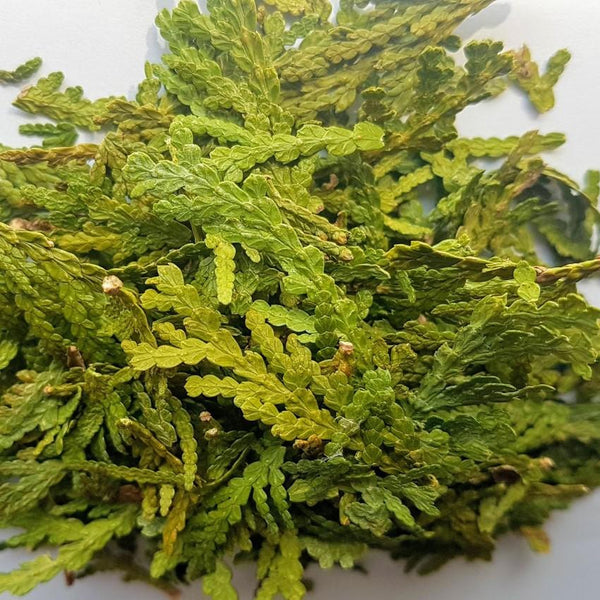 White cedar (close-up)