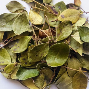 Dried American Wintergreen From Canada